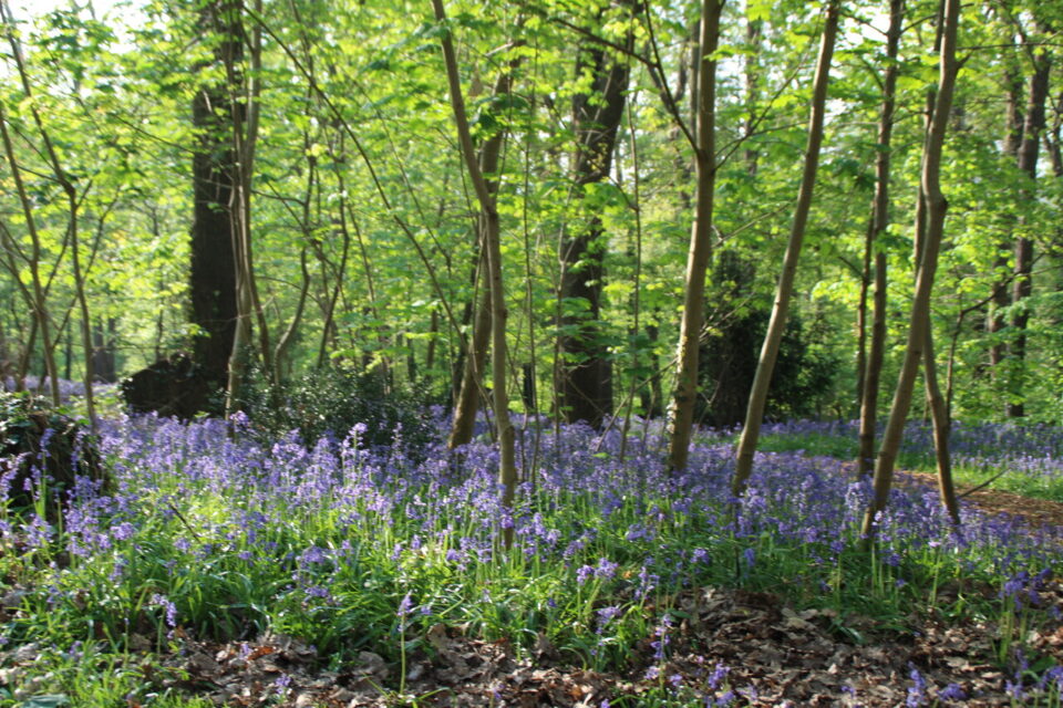 Les jacinthes violettes sont visibles dans les sous-bois du parc du château.