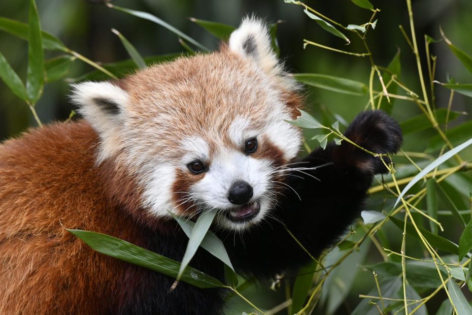 , Le zoo de la Flèche en Sarthe se mobilise pour sauver le panda roux