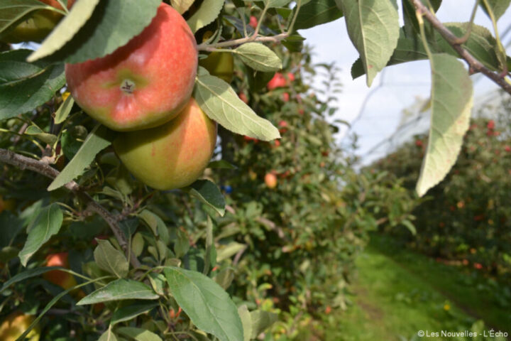 , Sud Sarthe : des postes à pourvoir pour la cueillette des pommes