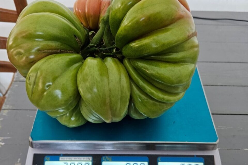 tomate géante